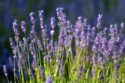 Lavender keeps the brain healthy