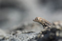 A man attempted to smuggle lizards into the United States
