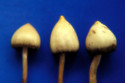 Magic mushrooms could assist coma patients