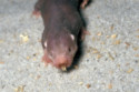 Naked mole rats could help humans live longer