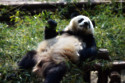 Pandas in zoos suffer from 'jet lag'