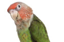 An animal control officer was called out to deal with a ceramic parrot