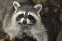 Drunken raccoons are wreaking havoc across Germany