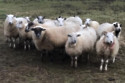 A sheep has been sentenced to three years in jail for killing a woman