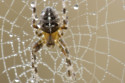 Spiders display homosexual behaviour