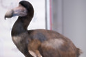 The dodo could come back from the dead