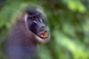 Baboon faeces could treat ulcers in diabetic patients