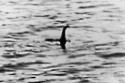The Loch Ness Monster is not a giant eel