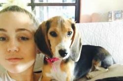 Miley Cyrus Adopts Dog