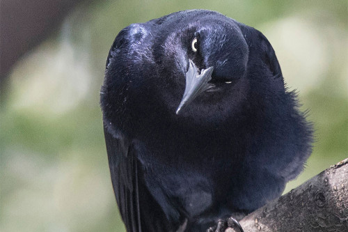 Crows can count to four