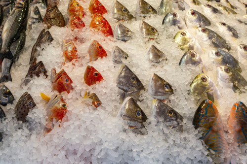 A fishy diet can prevent temper tantrums