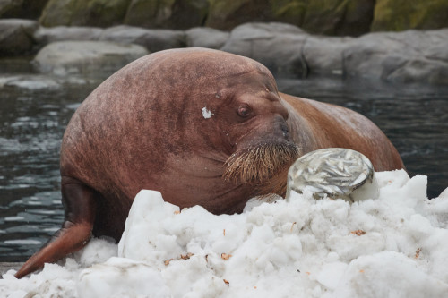 A man has been fined for approaching a walrus