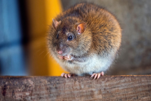 Rats were not alone in causing The Black Death
