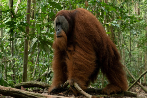 An orangutan used a plant to treat an open wound