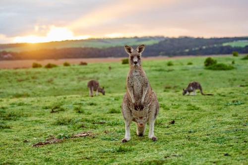Kangaroos are scared of human conversation