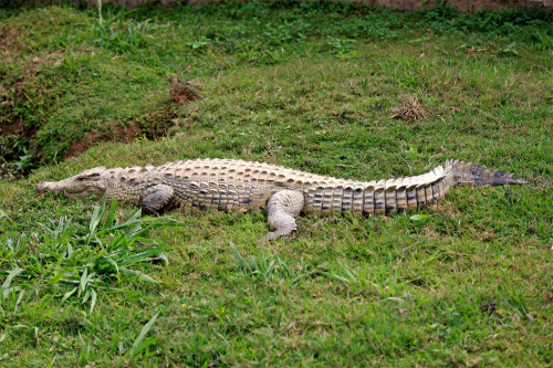Residents called police over a 'crocodile' sighting
