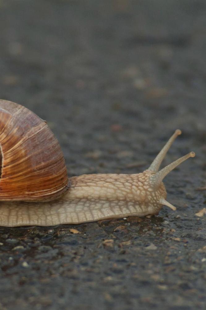 Car is a write-off after slipping on a road trail of snail slime
