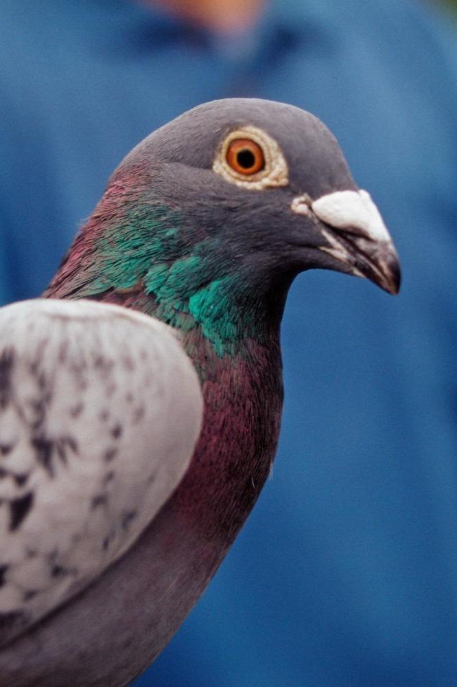 Pigeon eaten alive by a hawk