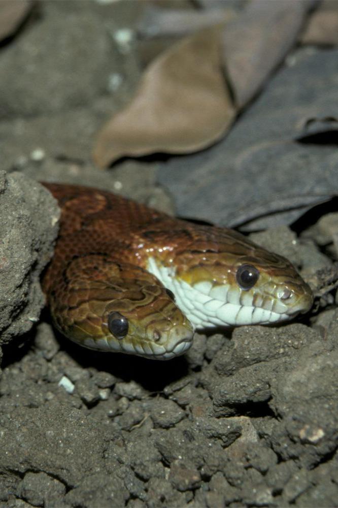 British ramblers find 14-foot long python