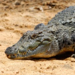 Crocodile tears for celebrity reptile