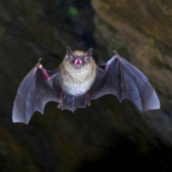 A bat interrupted a showing of 'The Batman'