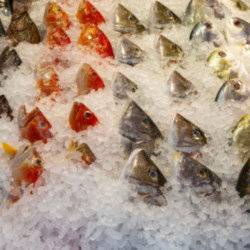 A fishy diet can prevent temper tantrums