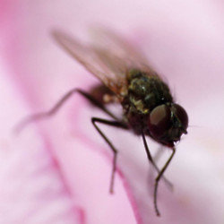 Scientists have hacked into the brains of flies
