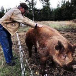 Chris Pratt's pet boar (c) Instagram
