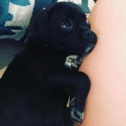 Hilary Duff's new puppy (c) Instagram