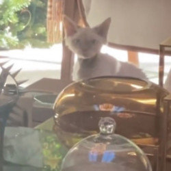 Jennifer Lopez has an adorable new kitty