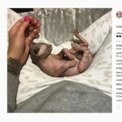 Katie Price's new kitten (c) Instagram