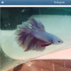 Kelly Osbourne's fish Wanda (c) Instagram