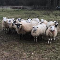 Kieran Hayler's flock of sheep (c) Instagram
