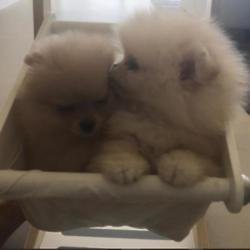 North and Penelope's new puppies (c) Instagram 