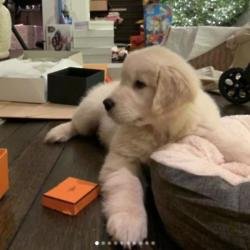 Kourtney Kardashian's new puppy (c) Instagram