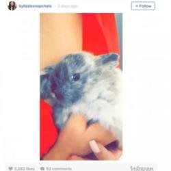 Kylie Jenner's new pet rabbit (Taken From Instagram)