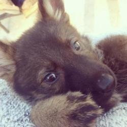 Lauren Conrad's new puppy (c) Instagram