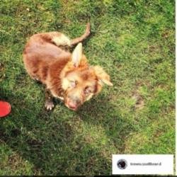Russell Brand's dog Bear (c) Instagram