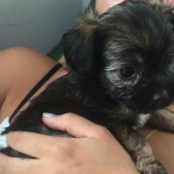 Sofia Richie's new puppy (c) Instagram
