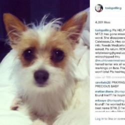 Tori Spelling's missing dog, Mitzi (c) Instagram