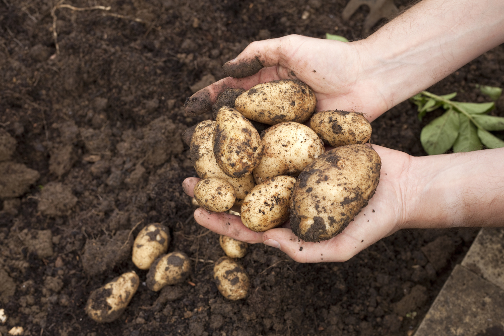 How do you grow your own potatoes?