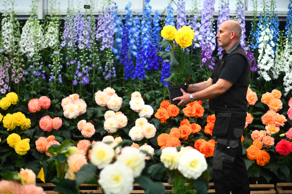 How the virtual Chelsea Flower Show is going to work