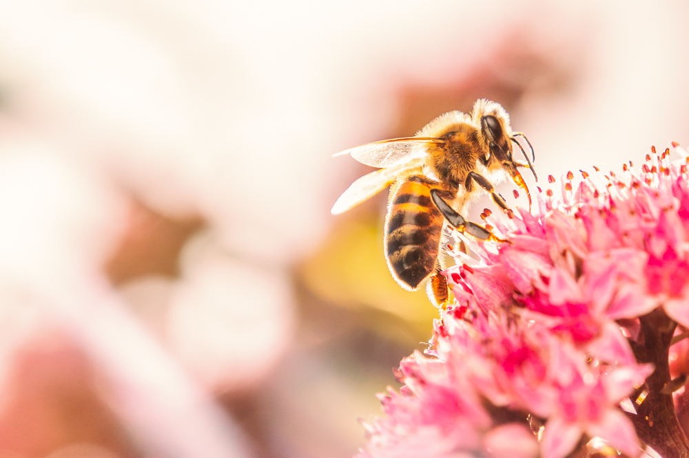 World Bee Day: 7 ways to support bees in your garden