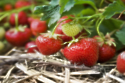 7 things you probably didn’t know about strawberries