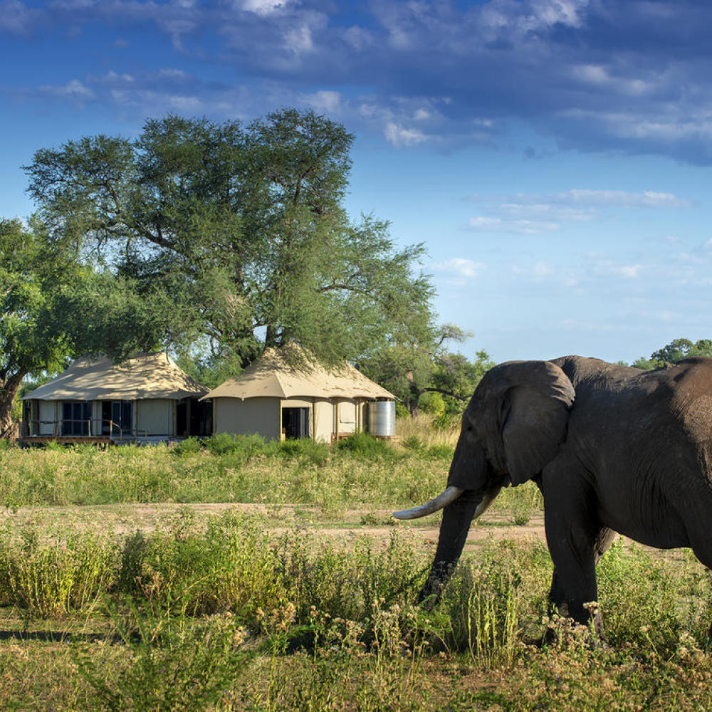 An elephant strolls towards the Nyamatusi Mahogany camp (African Bush Camps/PA)