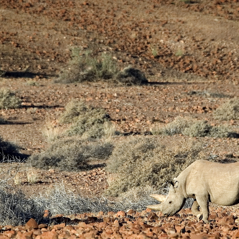 Desert-adapted rhino can be tracked on foot at Desert Rhino Camp (Wilderness/PA)