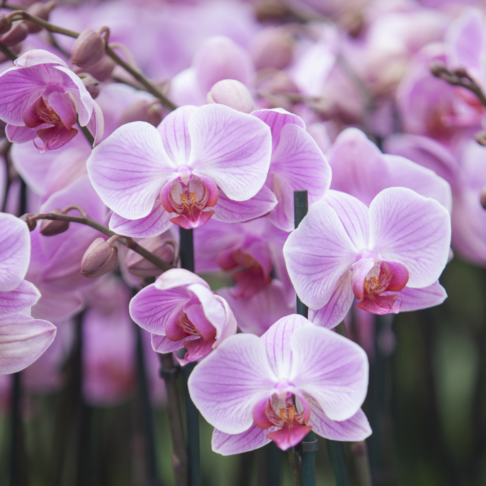 How to keep your orchids blooming through summer