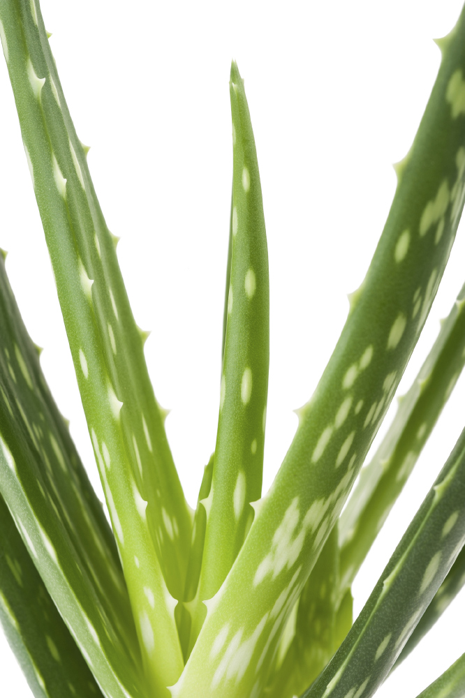 Aloe vera is great to help soothe sunburnt skin