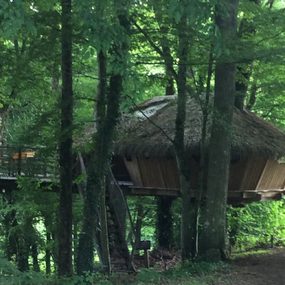 One of the many types of homes - tree house