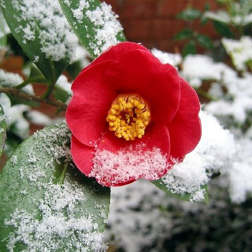 Protect your garden this winter / Photocredit: Pixabay